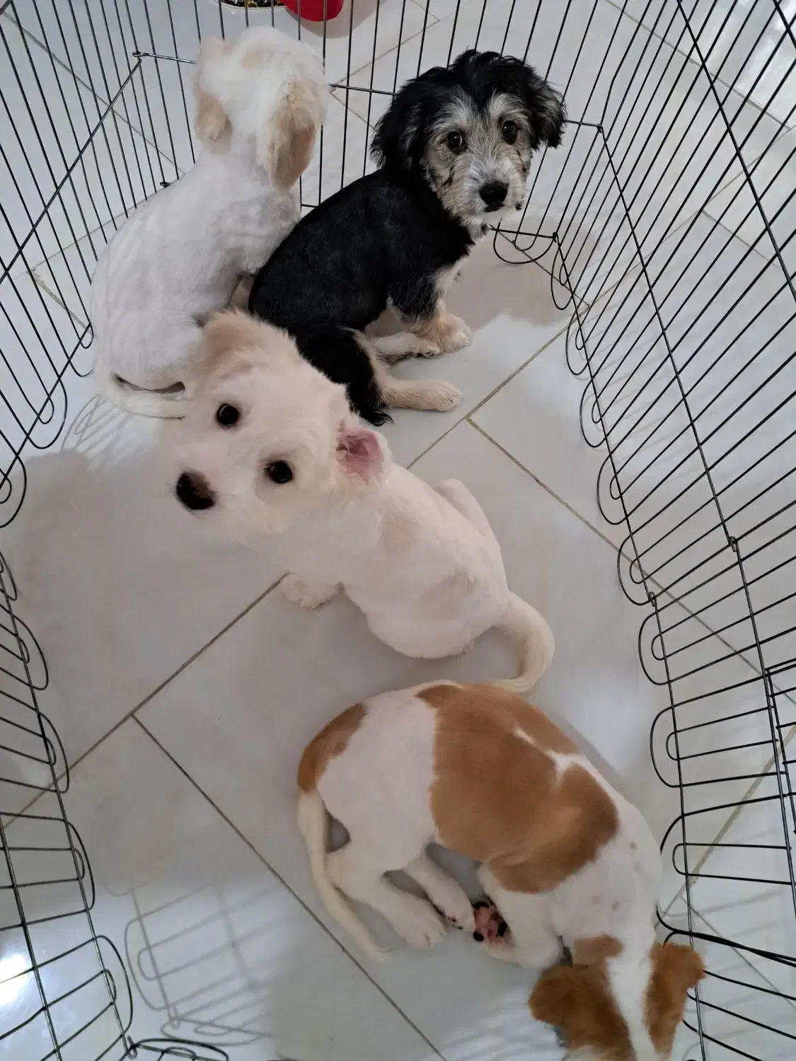 فروش سگ شیتزو تریر|سگ|بابلسر, |دیوار