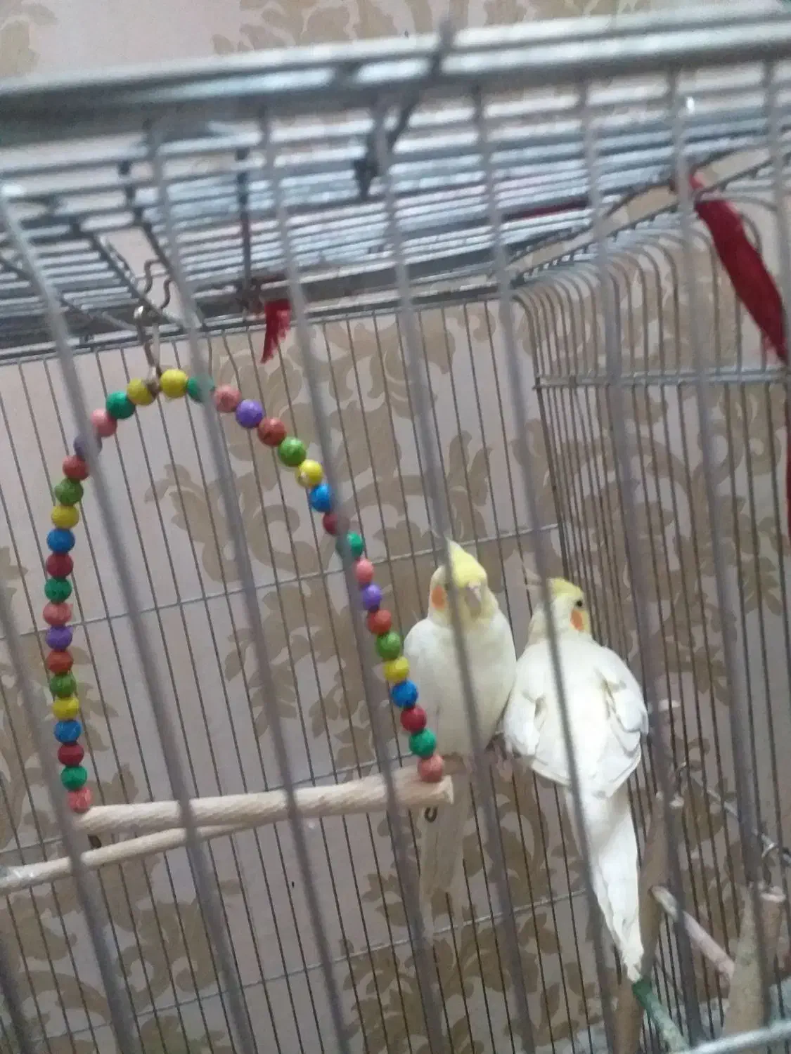 عروس هلندی|پرنده|مشهد, محمدآباد|دیوار