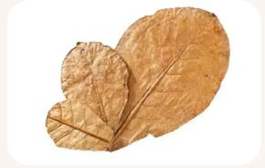 برگ کاتاپا جادویی|گل و گیاه طبیعی|شیراز, وصال|دیوار