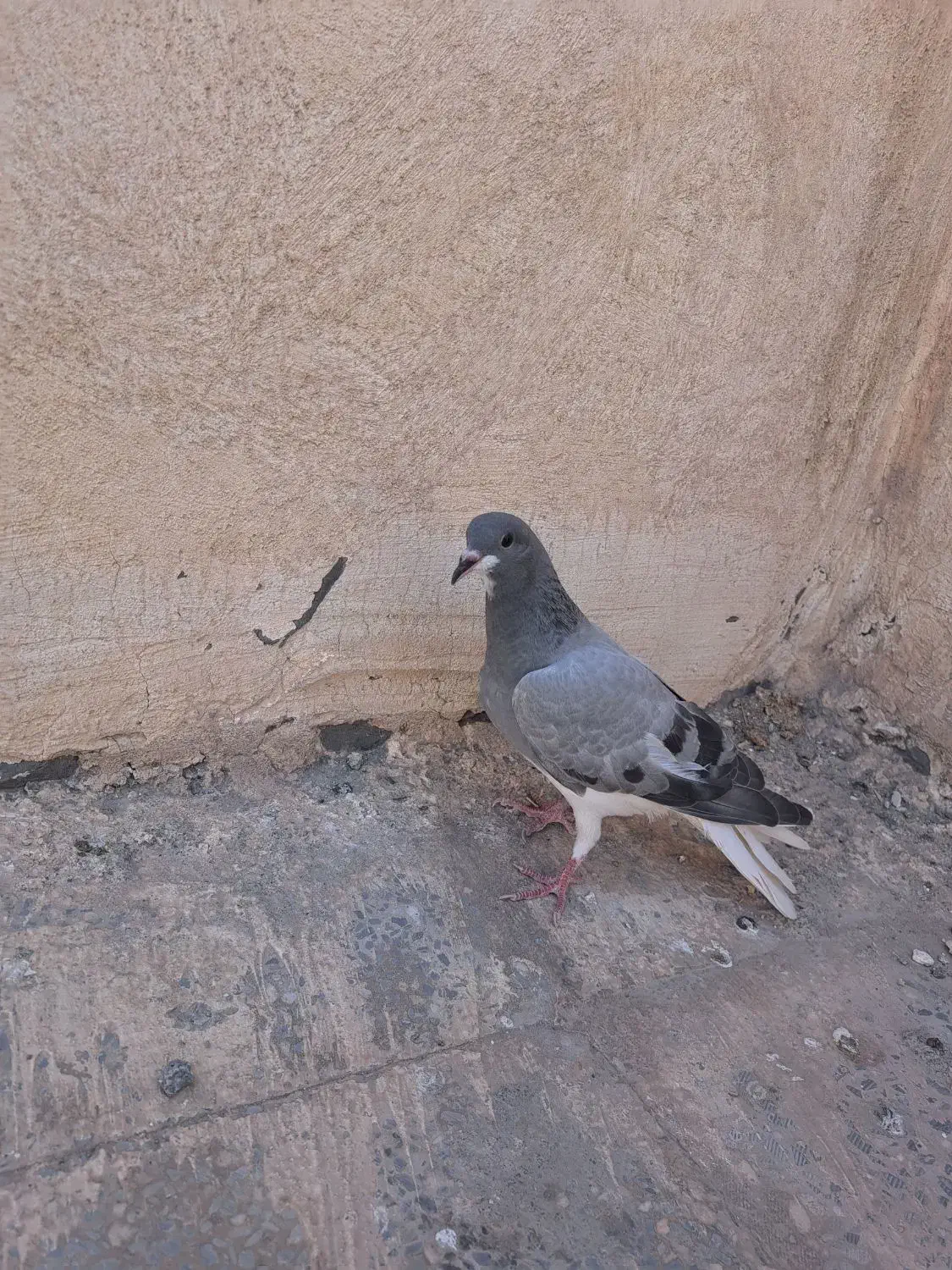 کبوتر خرقه و پلاکی|پرنده|فولادشهر, مسکن مهر فولادشهر|دیوار