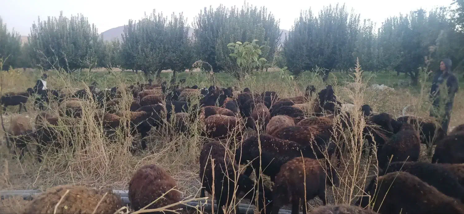 یه نفر برای کار در دامداری گوسفند|استخدام سرایداری و نظافت|نقده, |دیوار