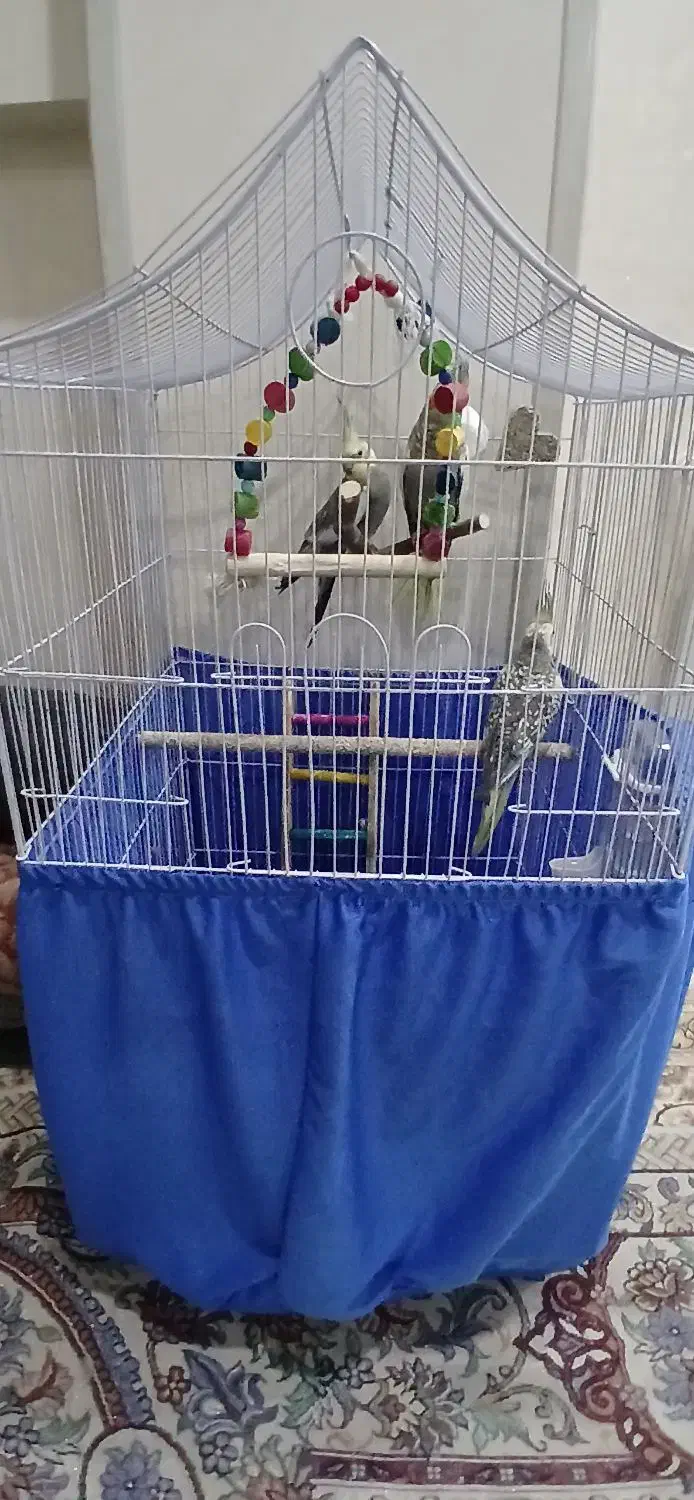 عروس هلندی|پرنده|ری, حمزه‌آباد|دیوار