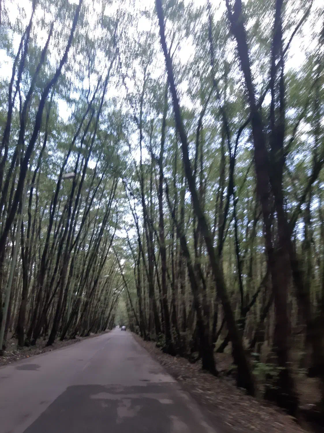 دورهمی خانواده وجمع خانم ها|تور و چارتر|علی‌آباد کتول, |دیوار