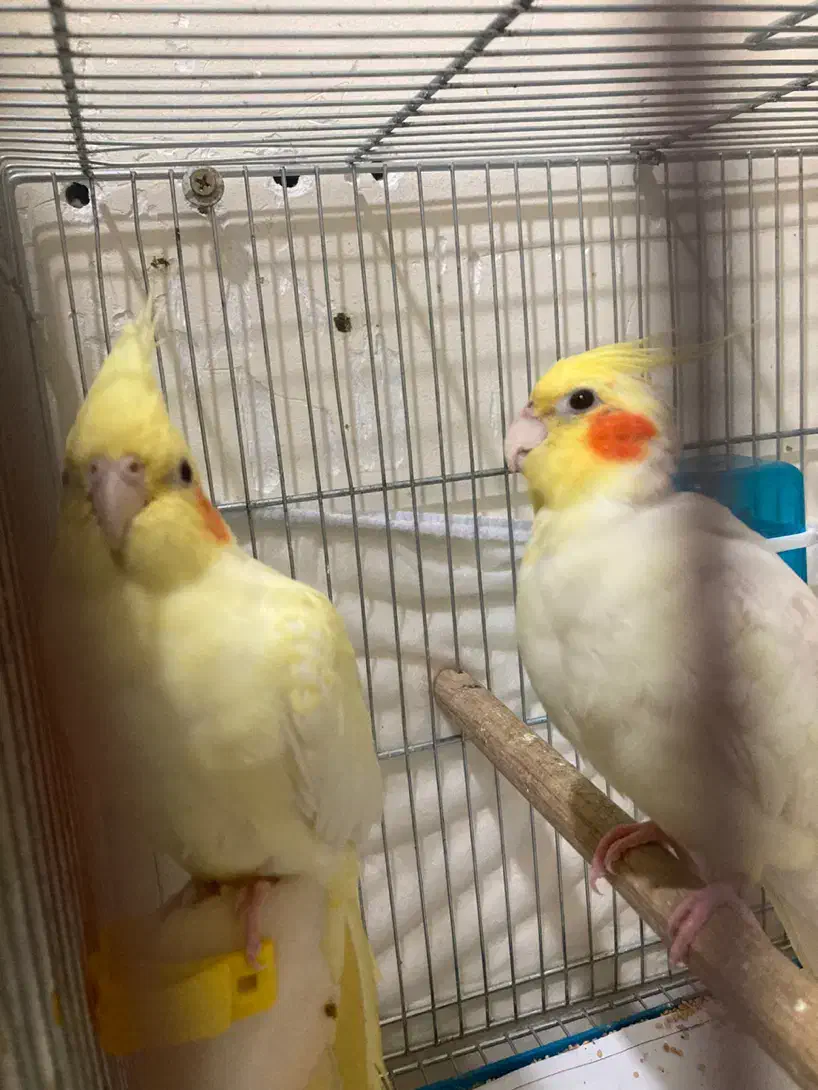 تعدادی جوجه عروس و بالغ و مولد(گیرینچیک ملنگو|پرنده|رشت, یخسازی|دیوار