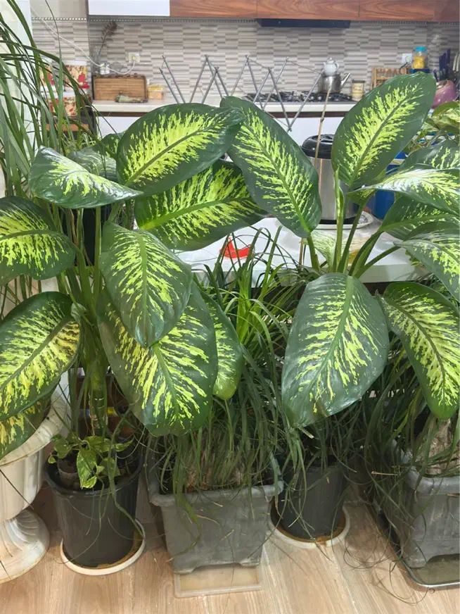 گل وگیاه طبیعی آپارتمانی|گل و گیاه طبیعی|رستمآباد, |دیوار