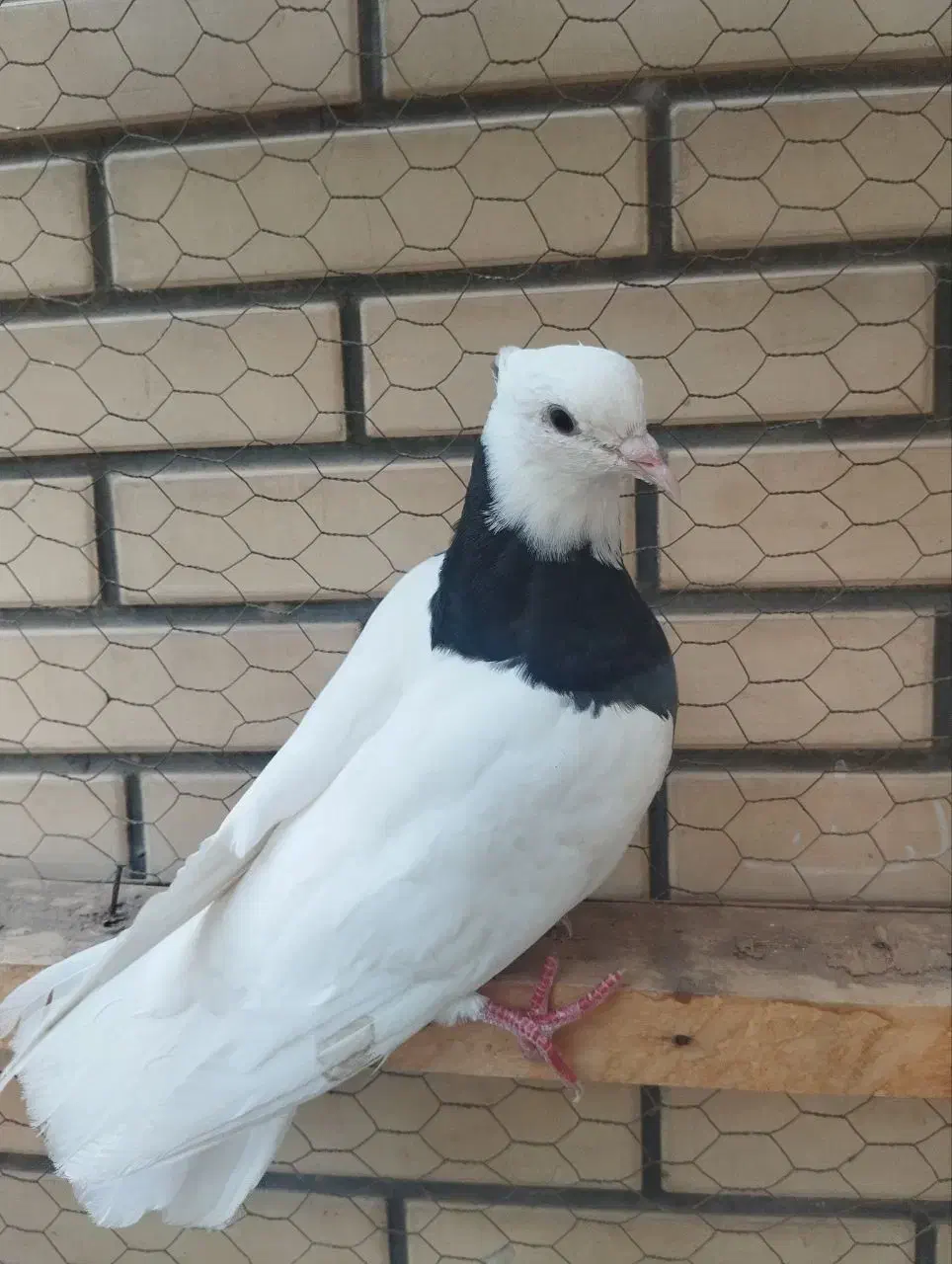 کفتر|پرنده|اردکان, |دیوار