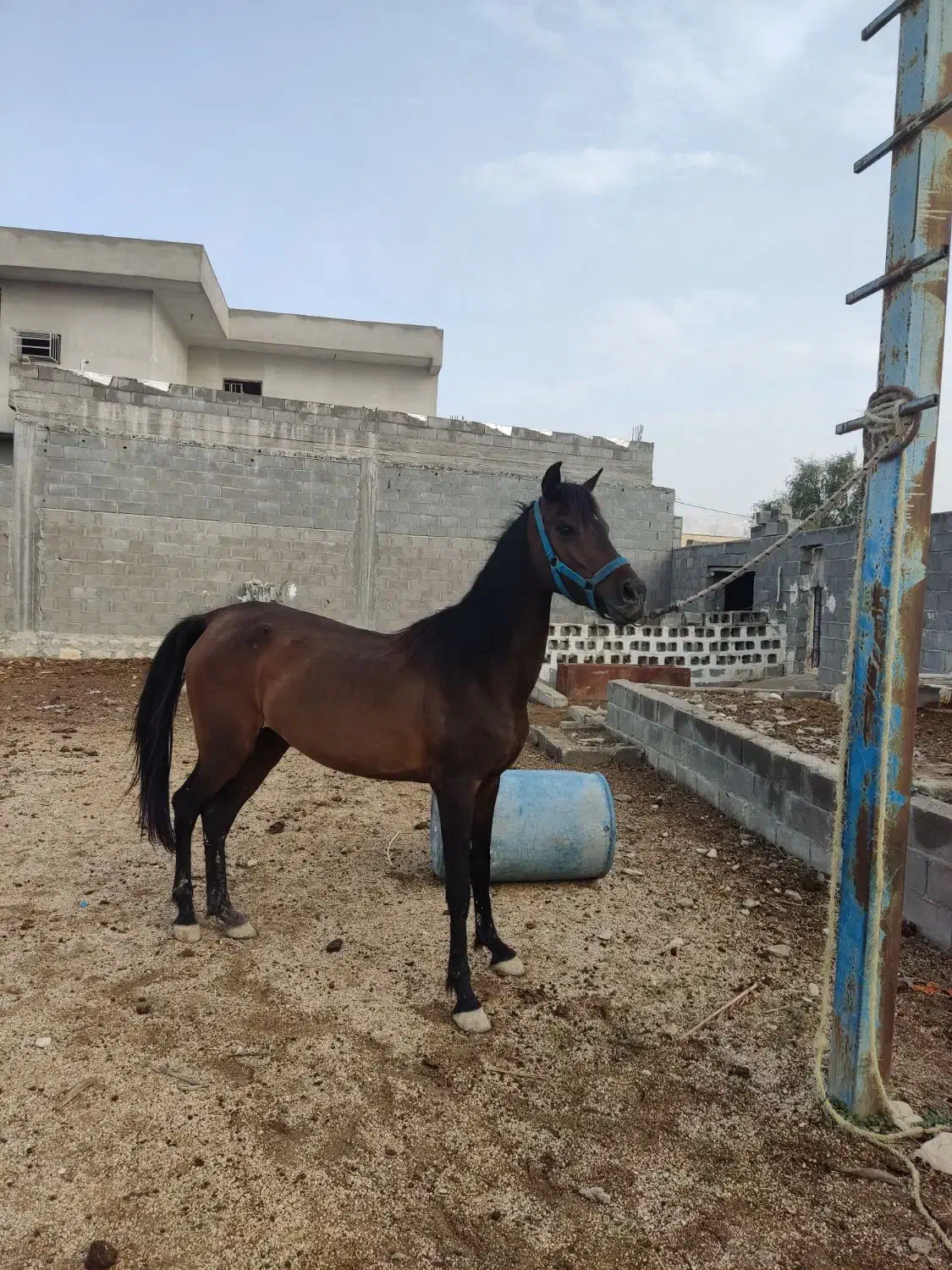 اسب|اسب و تجهیزات اسب‌سواری|چاه مبارک, |دیوار