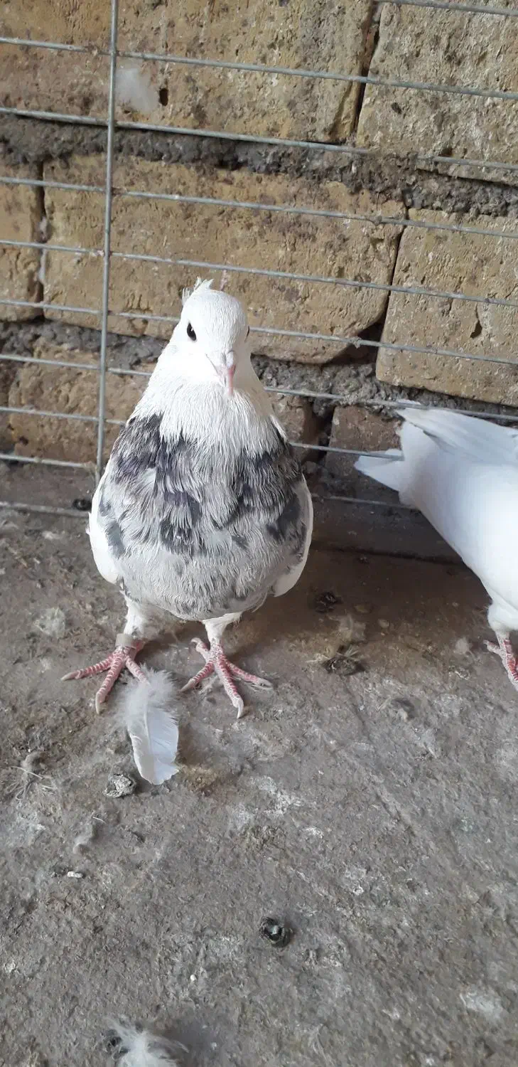 طوقی|پرنده|اردکان, |دیوار