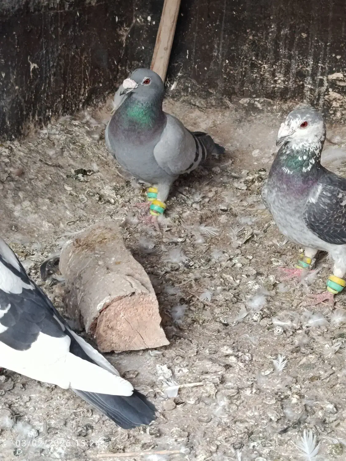 چهارتا صید نر|حیوانات|مشهد, شهید معقول|دیوار