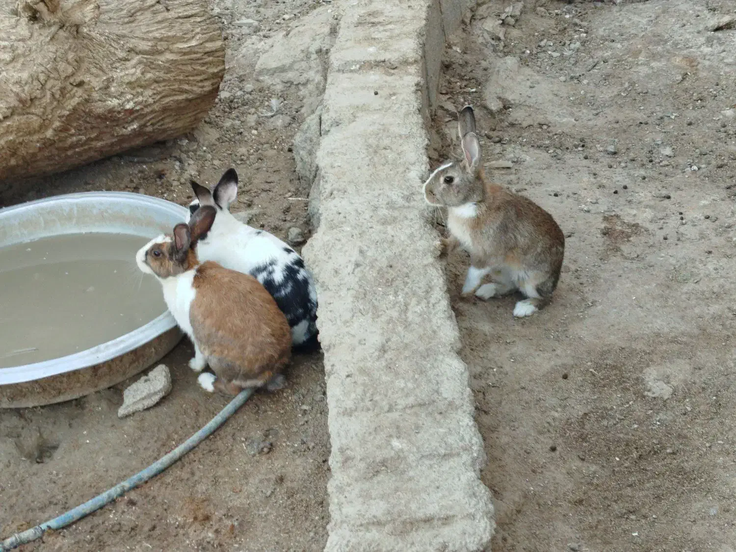 خرگوش با ضمانت  بچه دادن|موش و خرگوش|زابل, |دیوار