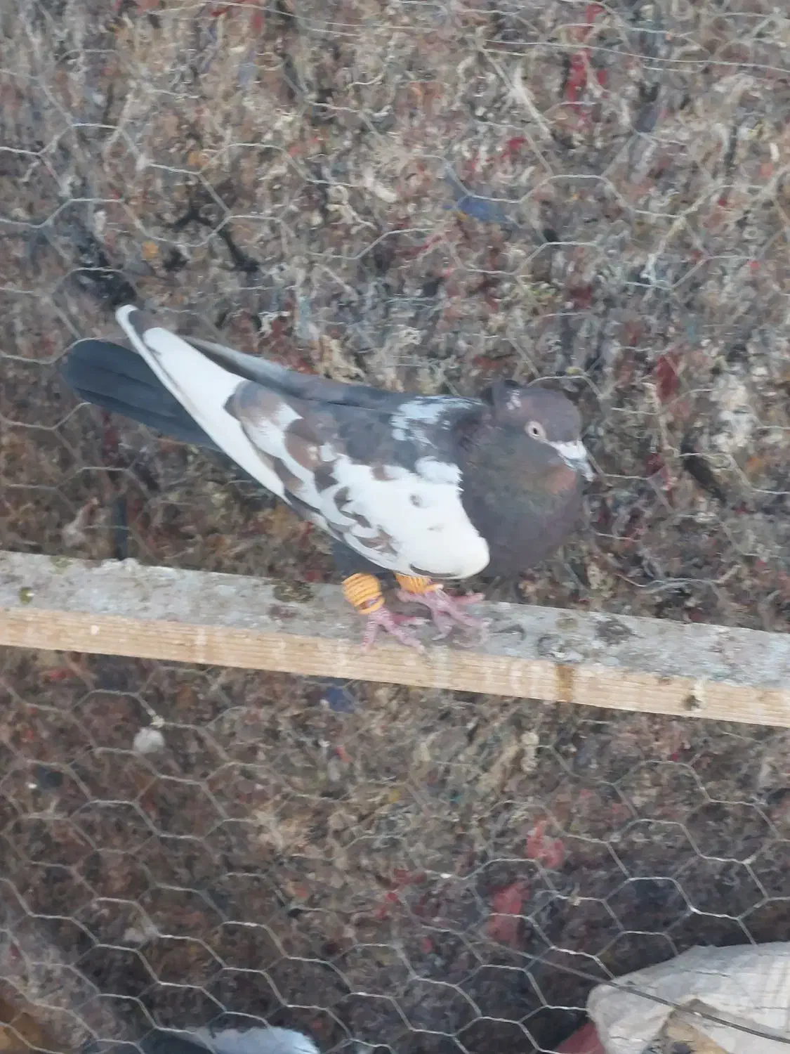 کفتر پرشی نر|پرنده|محمدیه-قزوین, |دیوار