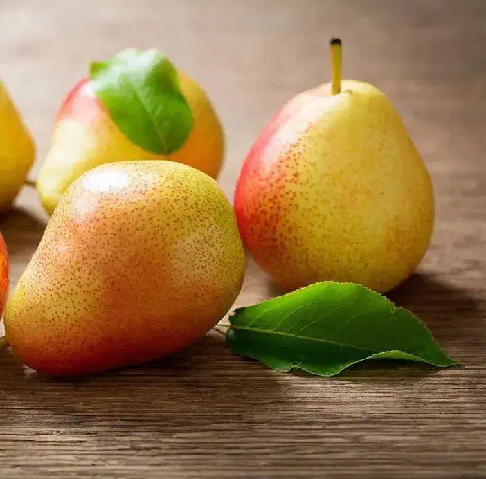 فروش نهال گلابی بارتلت|خدمات باغبانی و درختکاری|داران, |دیوار