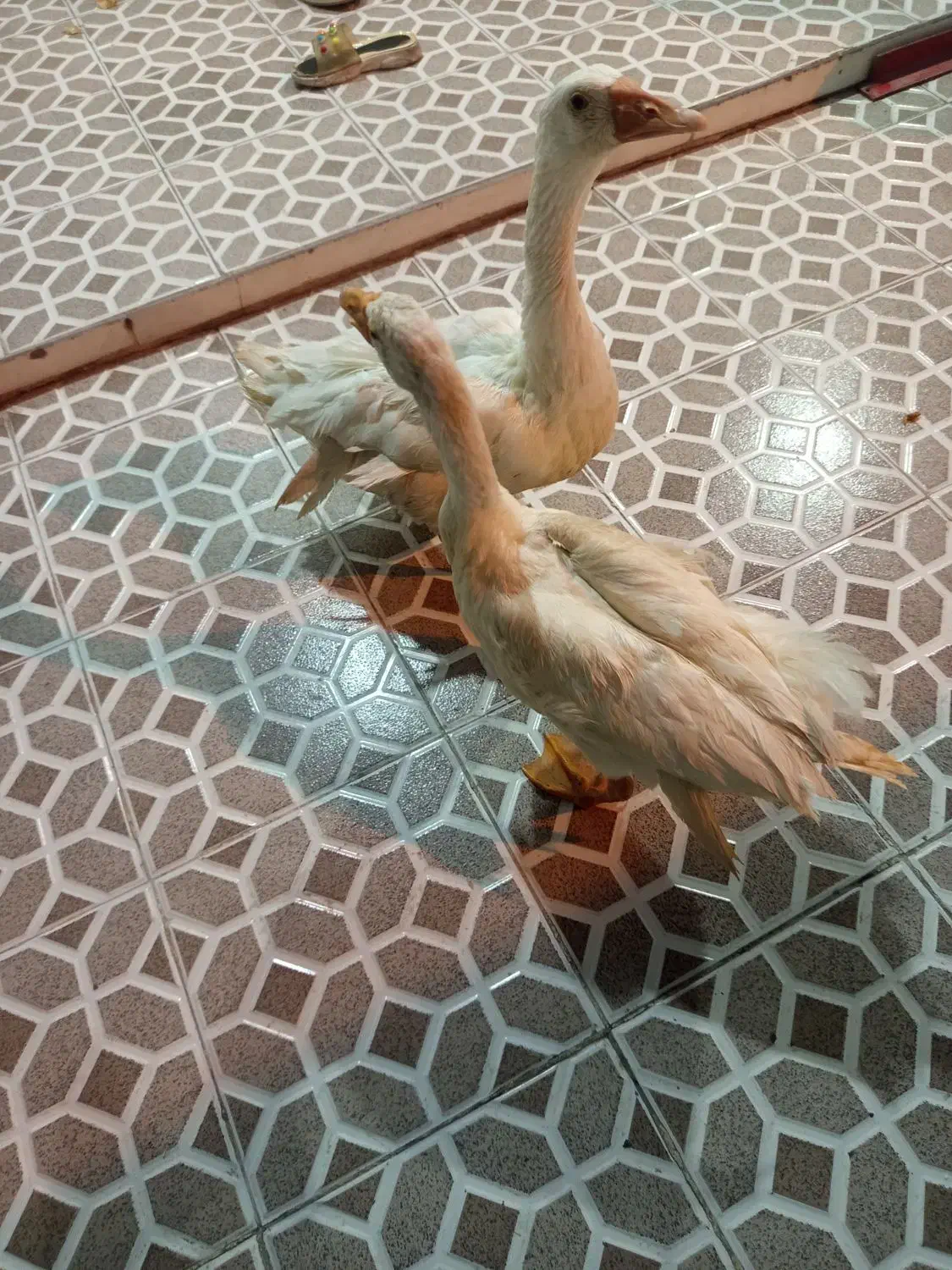 دو عدد غاز|حیوانات مزرعه|بندر ماهشهر, |دیوار