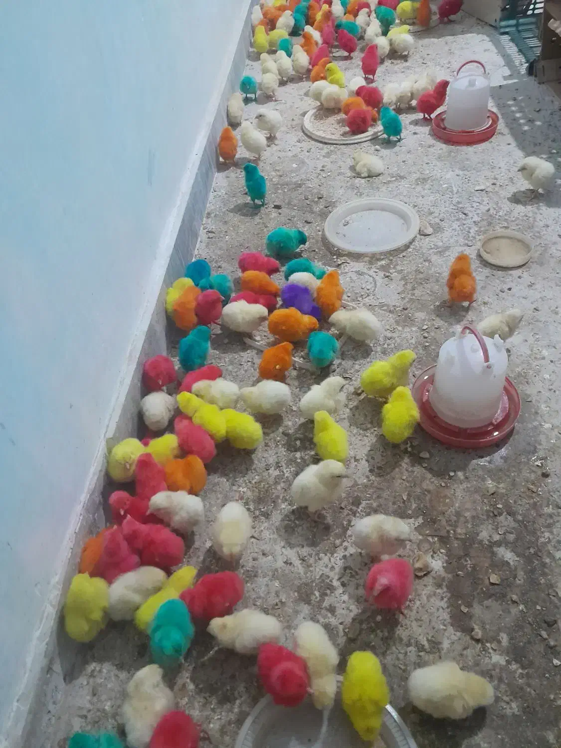 جوجه رنگی محلی اوردک نیکشهر و اطراف|حیوانات مزرعه|نیک شهر, |دیوار