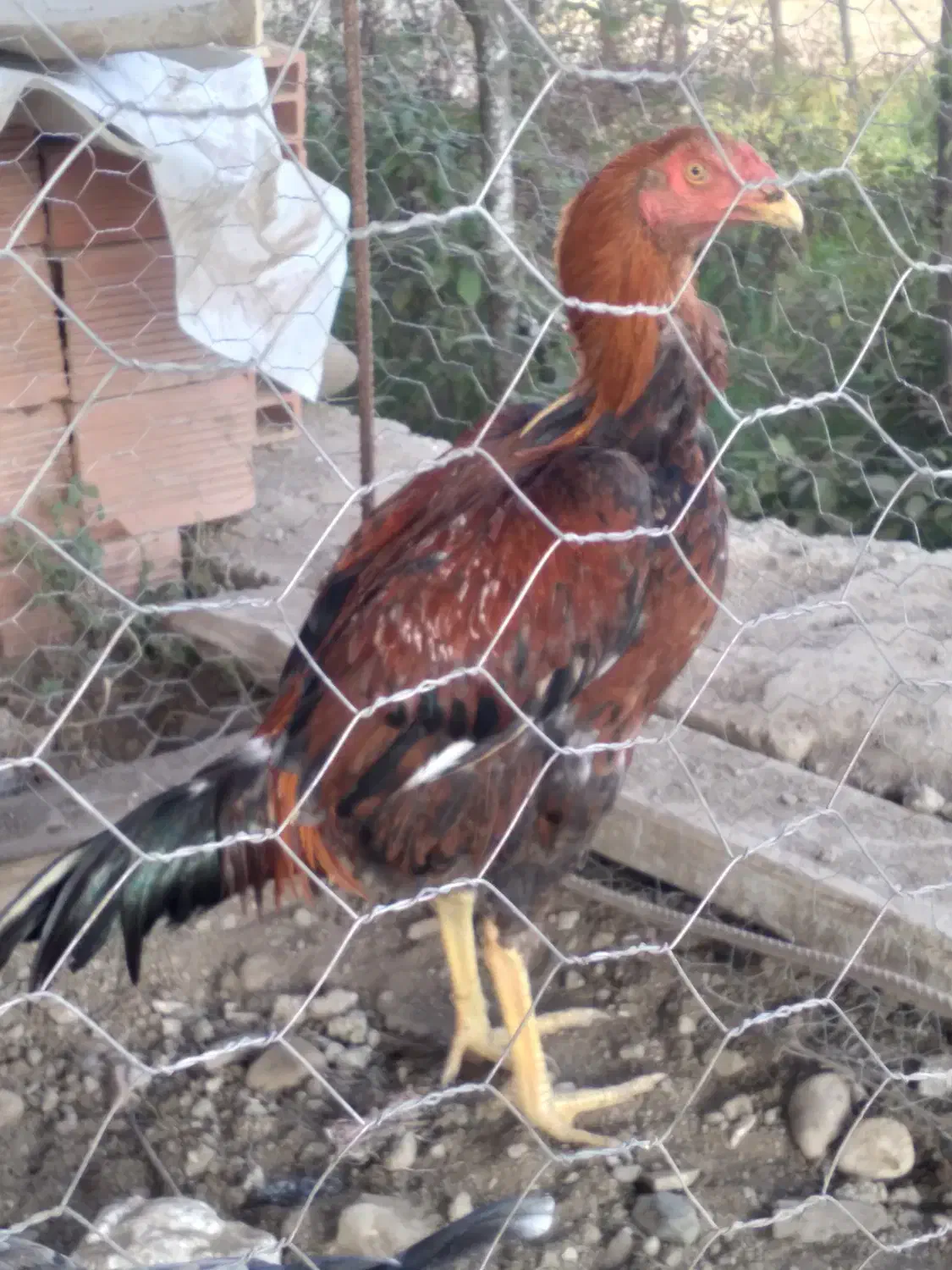 خروس ومرغ لاری ۷ماهه|حیوانات مزرعه|لوندویل, |دیوار