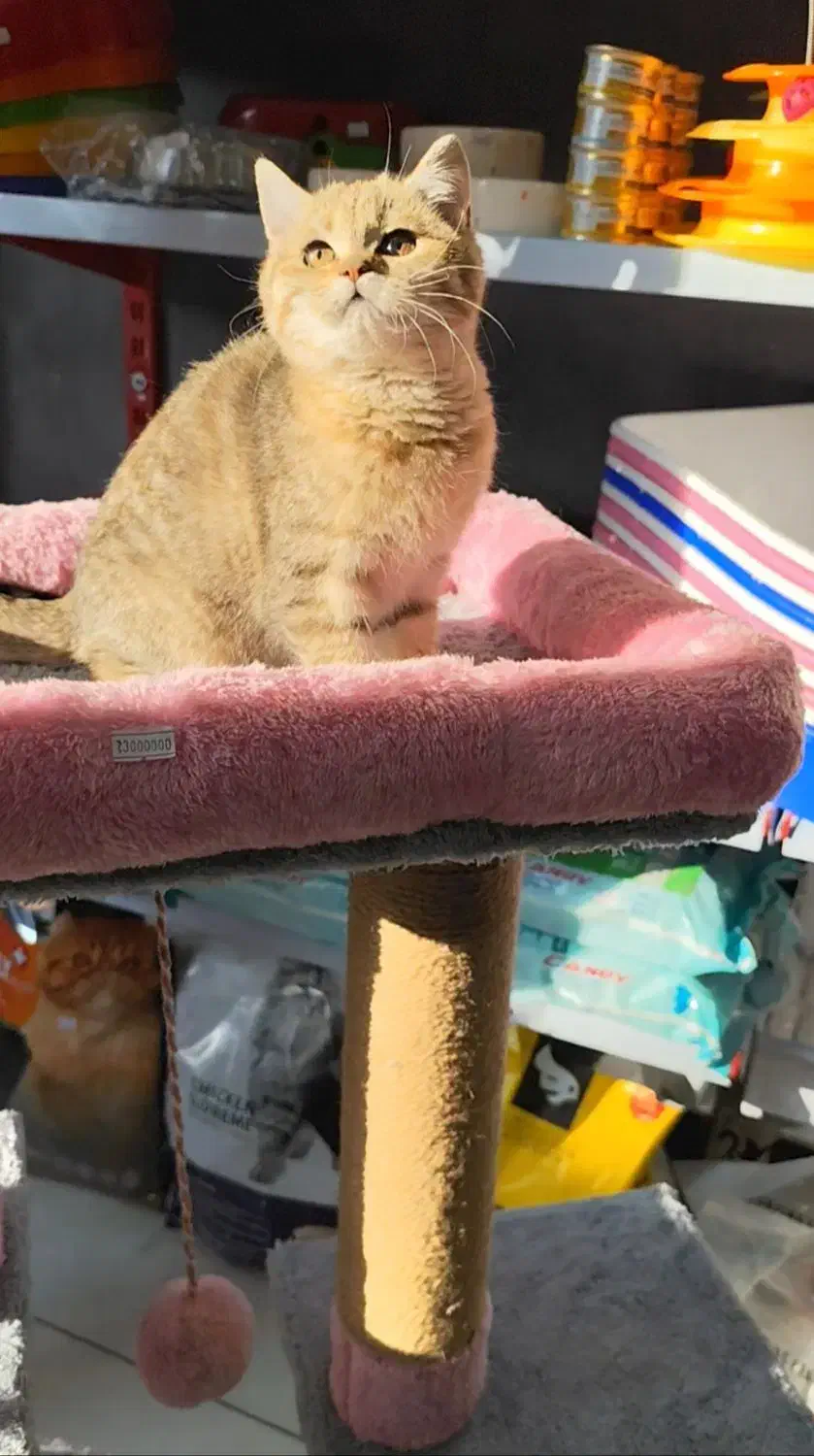 توله گربه بیریتیش گلد|گربه|اندیشه, اندیشه فاز ۱|دیوار