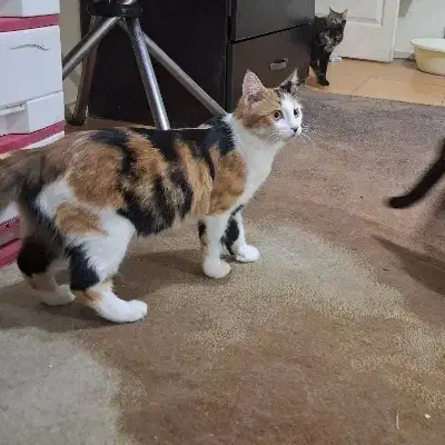 واگذاری گربه موبلند|گربه|کرج, گوهردشت|دیوار