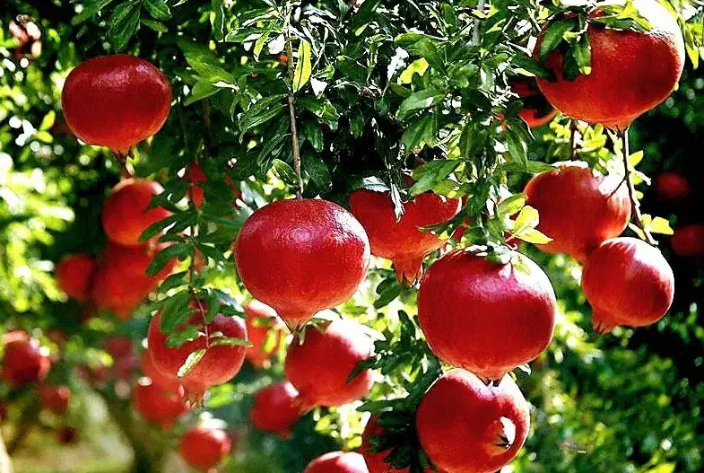 نهالستان پالیز تولید کننده گردو و بادام پربار|خدمات باغبانی و درختکاری|آشتیان, |دیوار