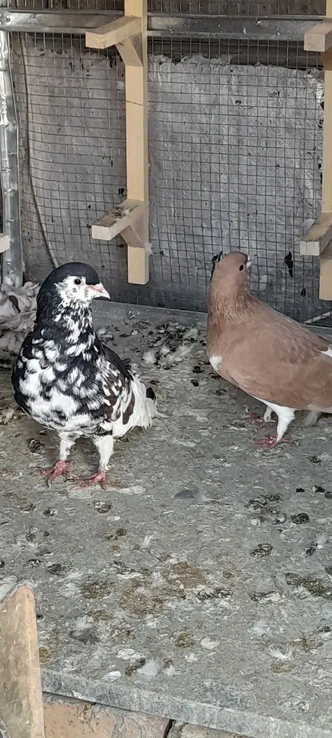 کفتر شهری جفتی|پرنده|شیراز, امام حسین|دیوار