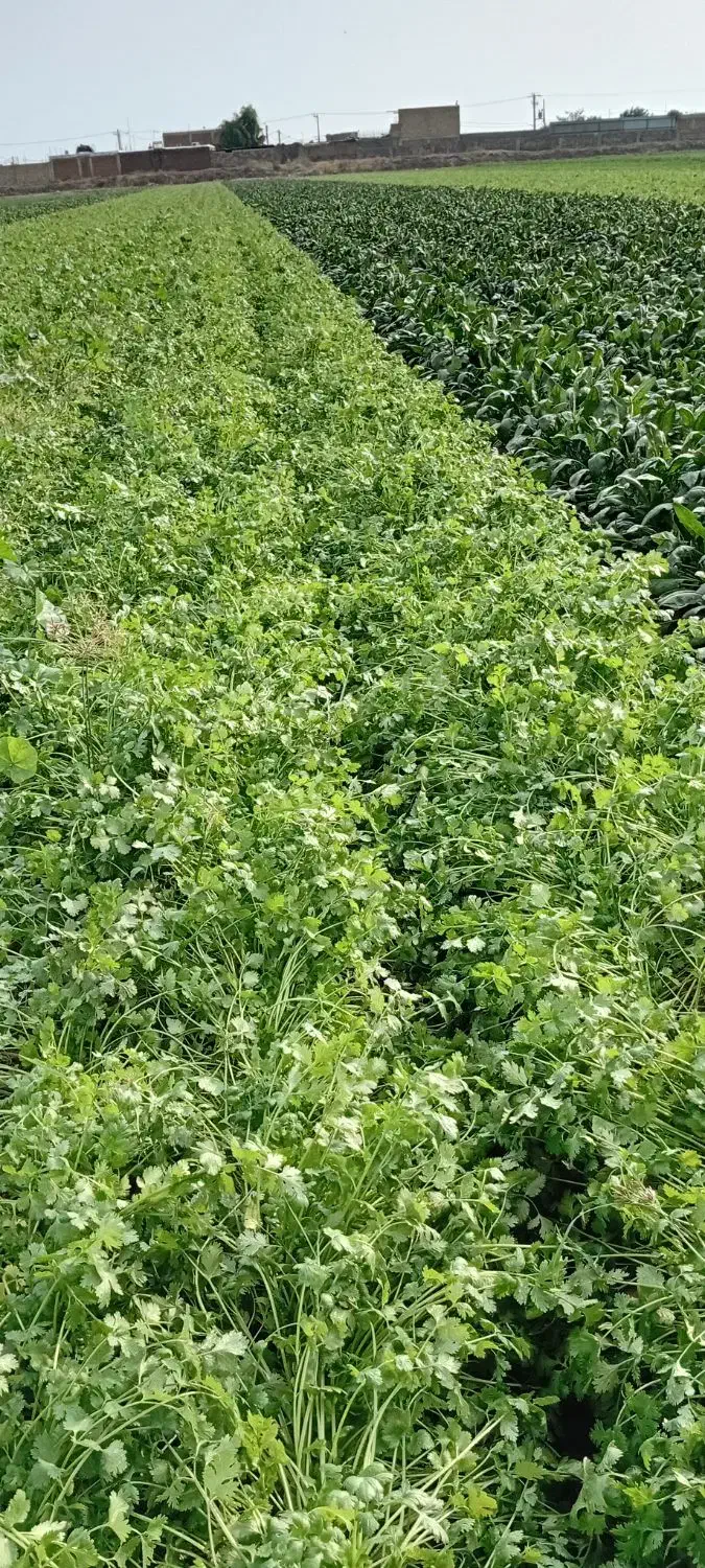 سبزی دزفول تمیز و سالم|عمدهفروشی|دزفول, |دیوار