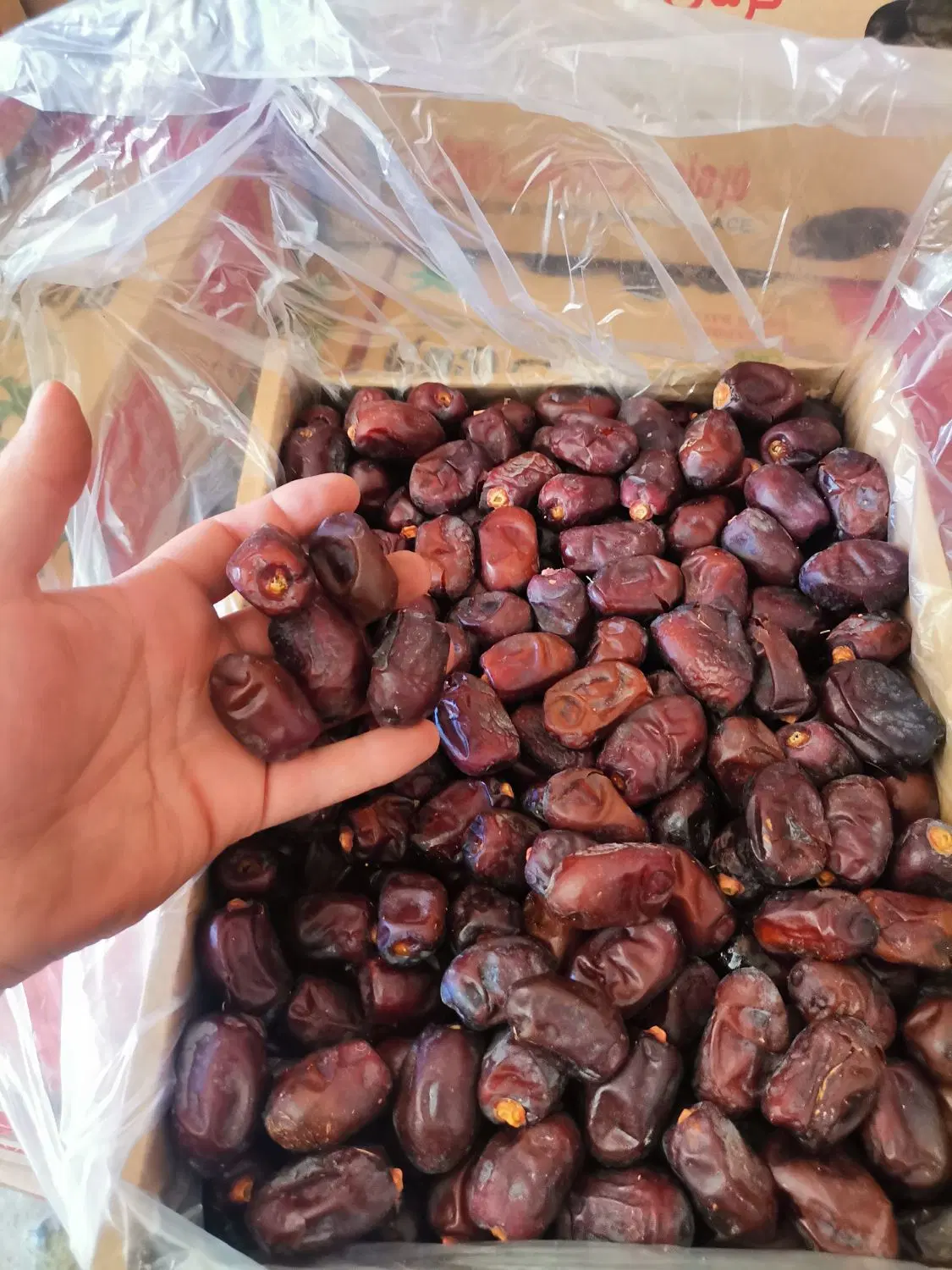 خرما|خوردنی و آشامیدنی|کرمانشاه, |دیوار