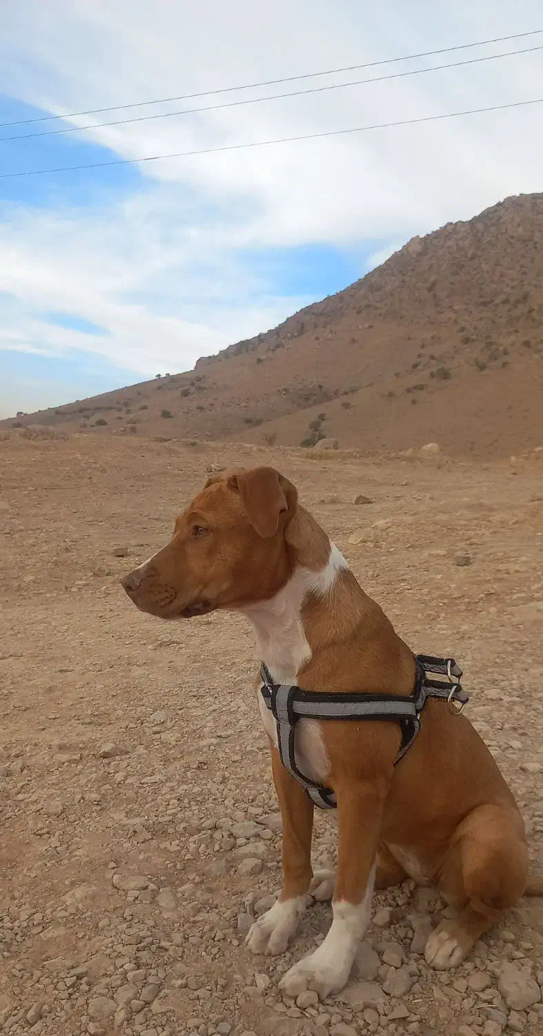 پبتبول|سگ|جاجرود, |دیوار