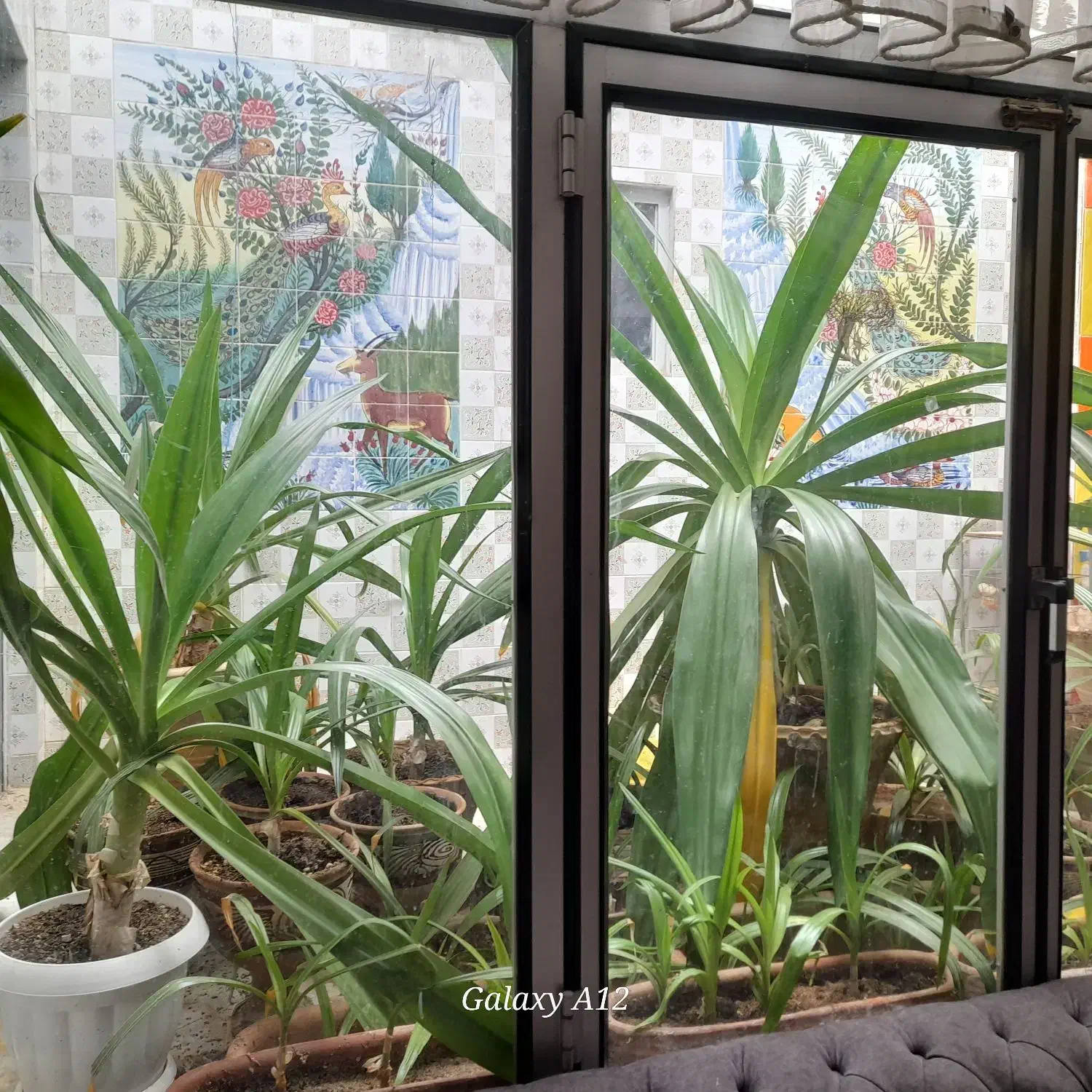 گل سوسن|گل و گیاه طبیعی|میبد, |دیوار