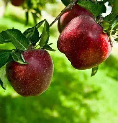 ارائه نهال سیب میراکل|خدمات باغبانی و درختکاری|خرمدره, |دیوار