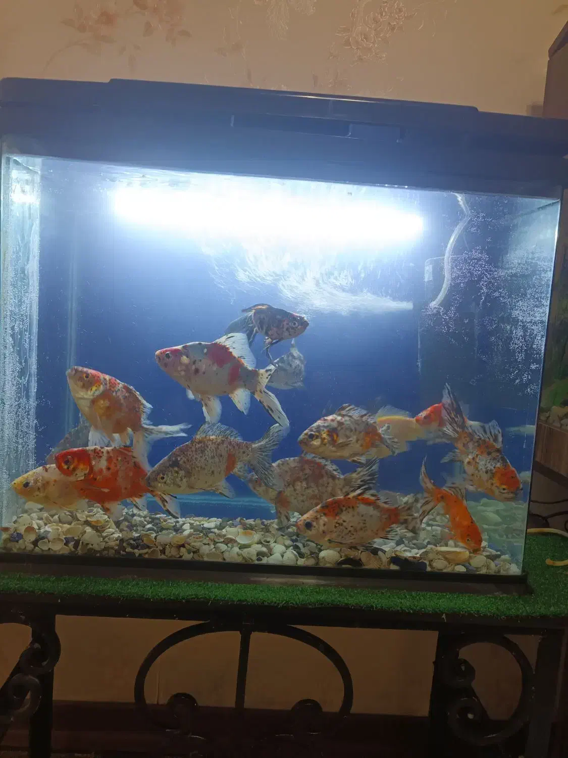 ماهی گلدفیش کالیکو|ماهی|بومهن, |دیوار