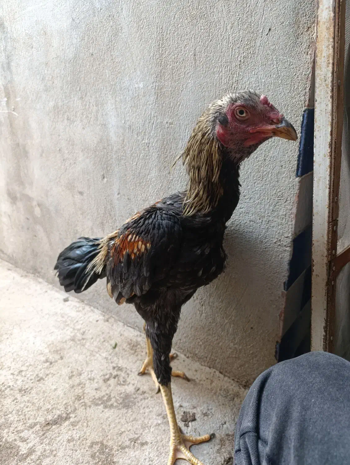 جوجه لاری اس|حیوانات مزرعه|نکا, |دیوار