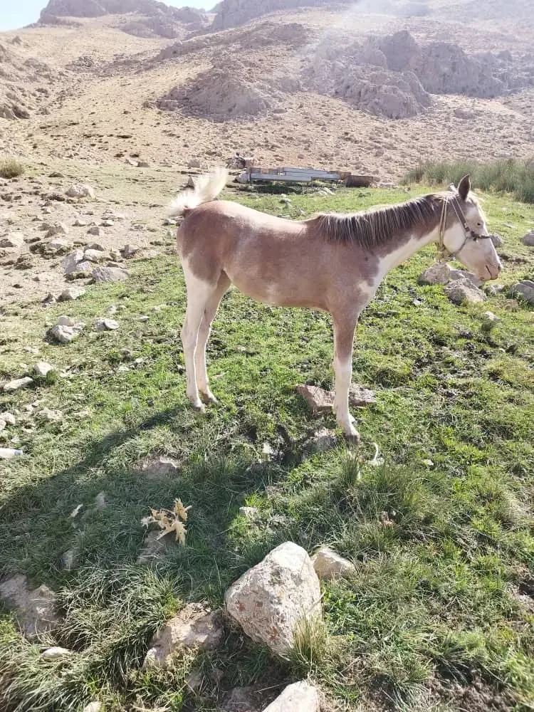مادیان|حیوانات مزرعه|اردل, |دیوار