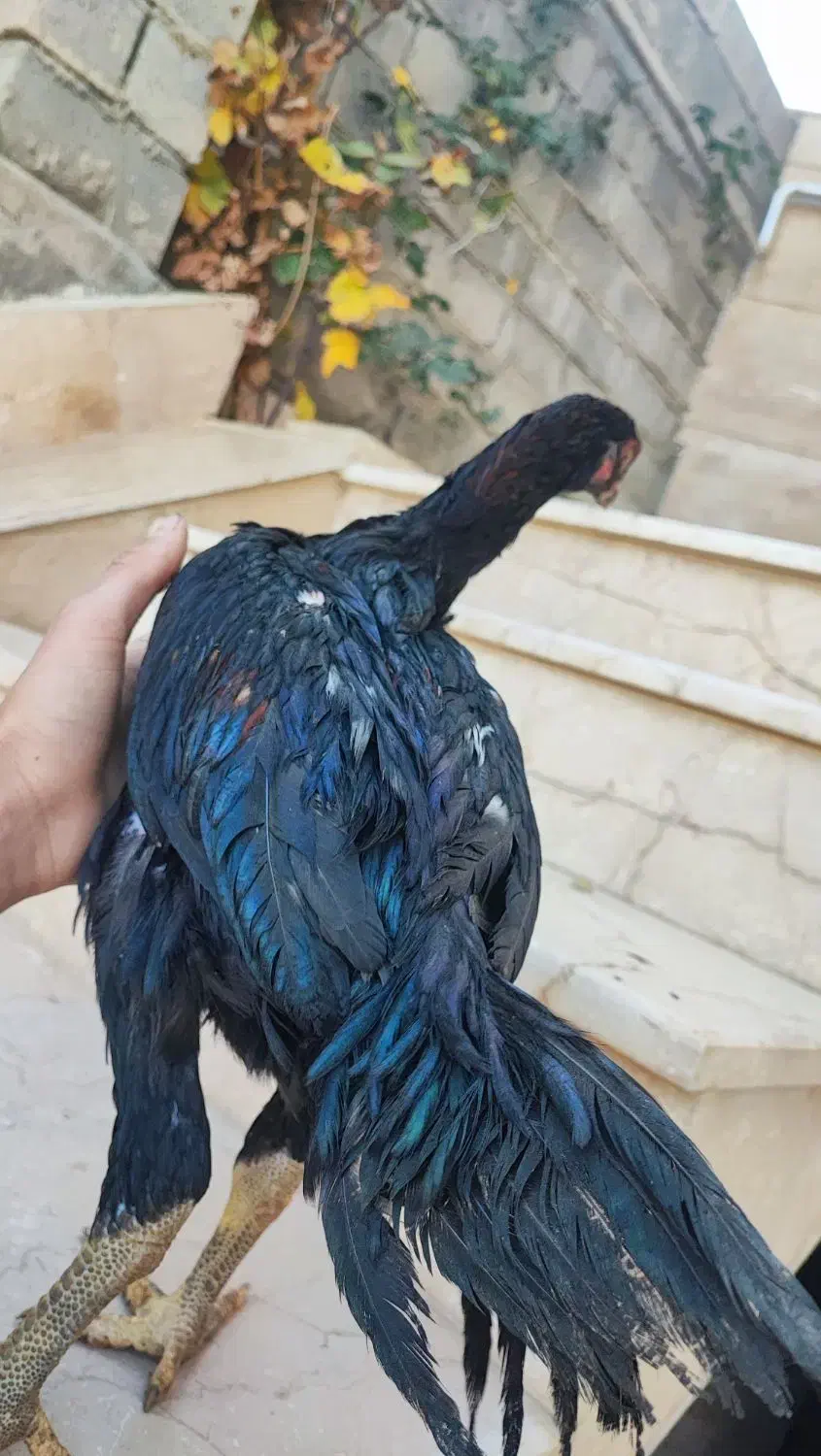 جوجه لاری اصیل|حیوانات مزرعه|سردشت, |دیوار