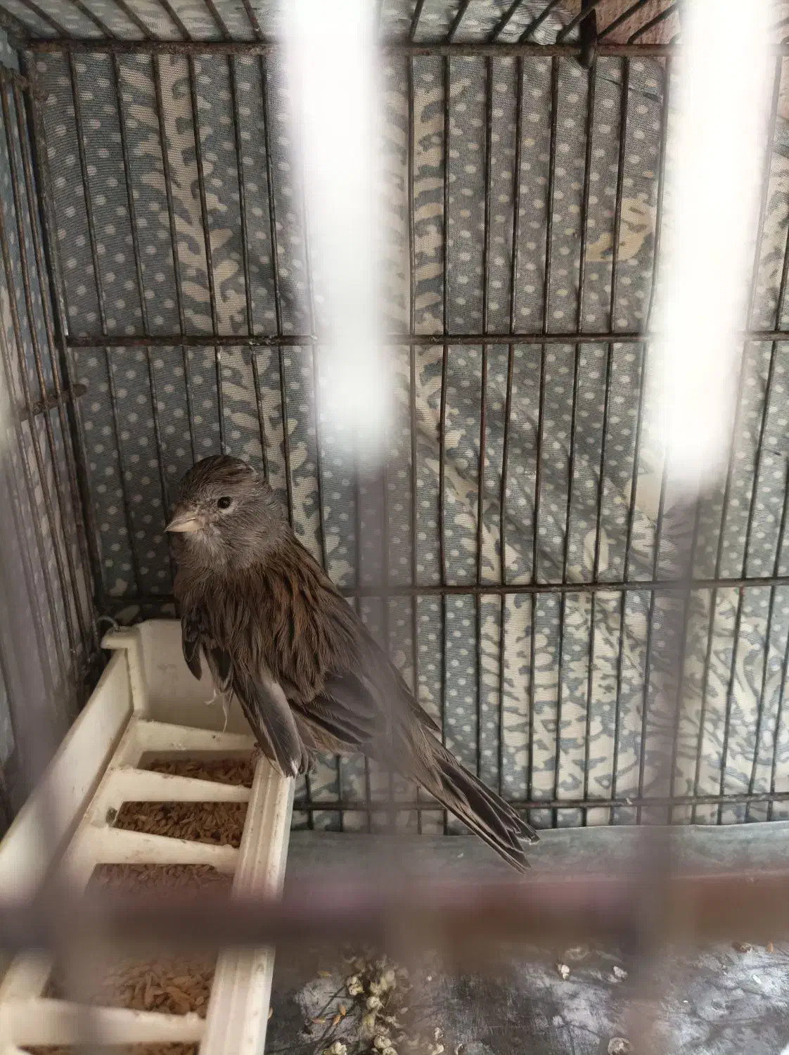 قناری ماده برای جفت سهره|پرنده|فردیس, فردیس|دیوار