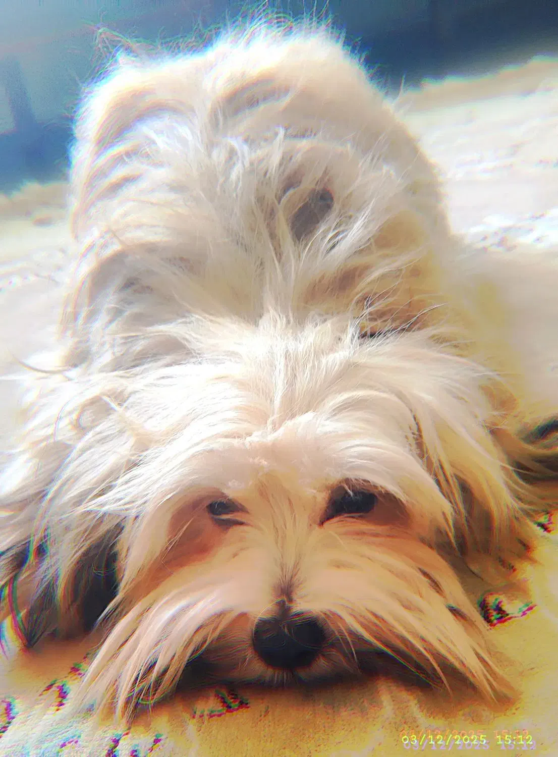 شیتزو میکس ۷ ماهه باهوش فروشی|سگ|پرند, فاز ۶|دیوار