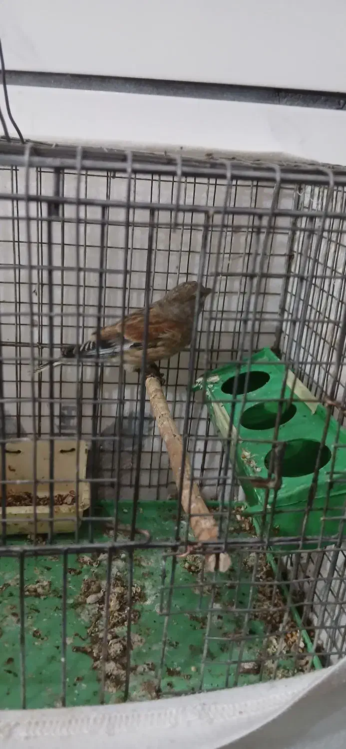 با سلام/سهره سینه سرخ نر|پرنده|قزوین, |دیوار