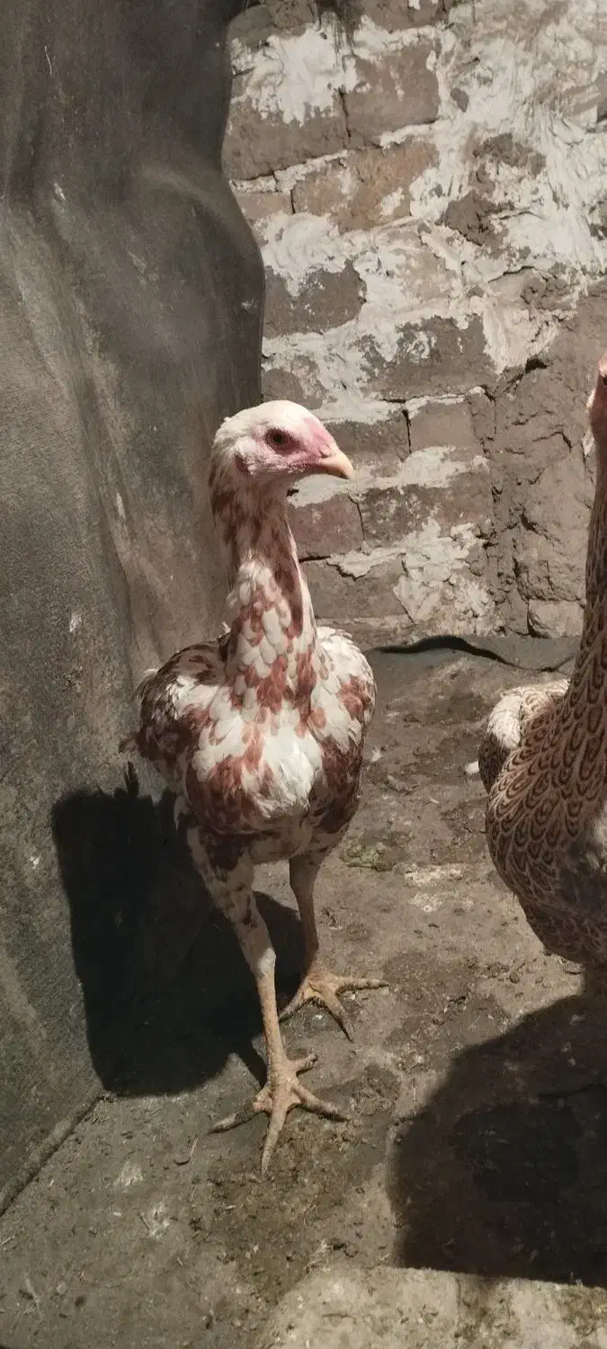 تخم لاری نسل دار|حیوانات مزرعه|خوی, |دیوار