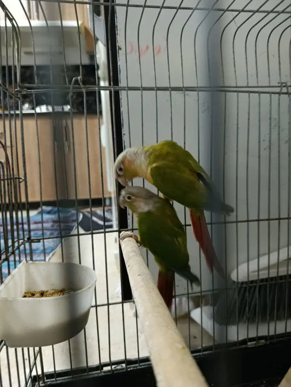 ۳ عددگرنچیک|پرنده|دورود, |دیوار