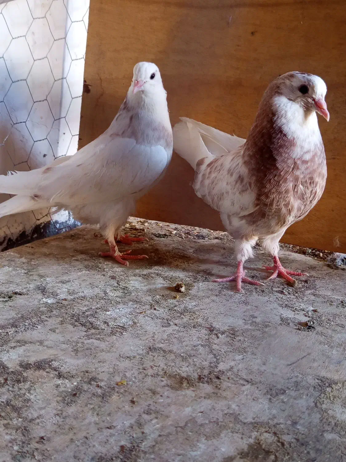 یه جفت شمرونی ذات دار|پرنده|تهران, دربند|دیوار