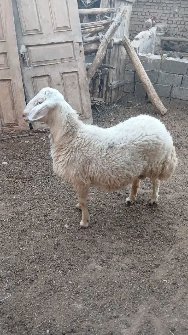 بره قوچی|حیوانات مزرعه|تربتحیدریه, آغوی|دیوار