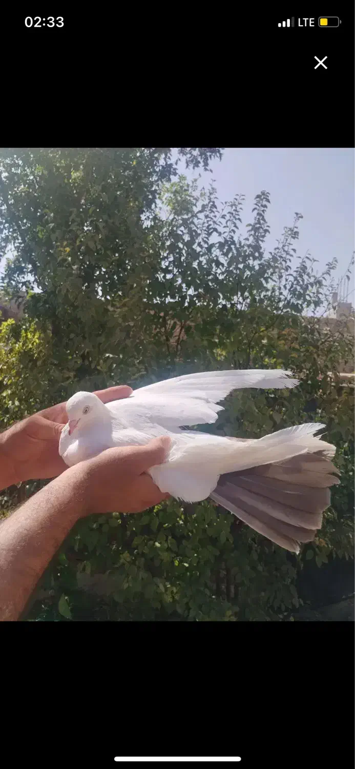 کفتر دم قهوه ای و دمسیاه|پرنده|یزد, |دیوار