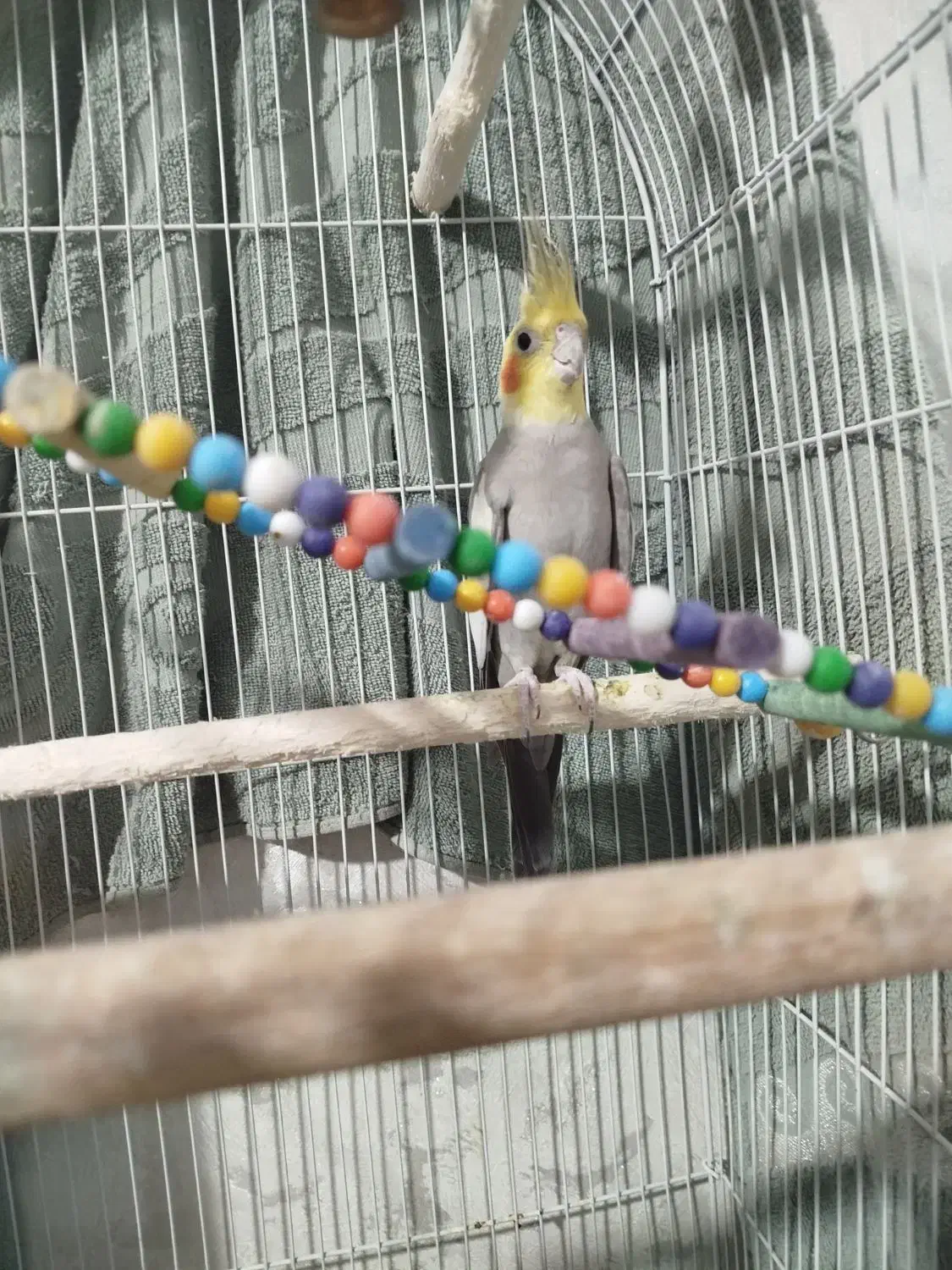 عروس هلندی نر|پرنده|زاهدان, |دیوار