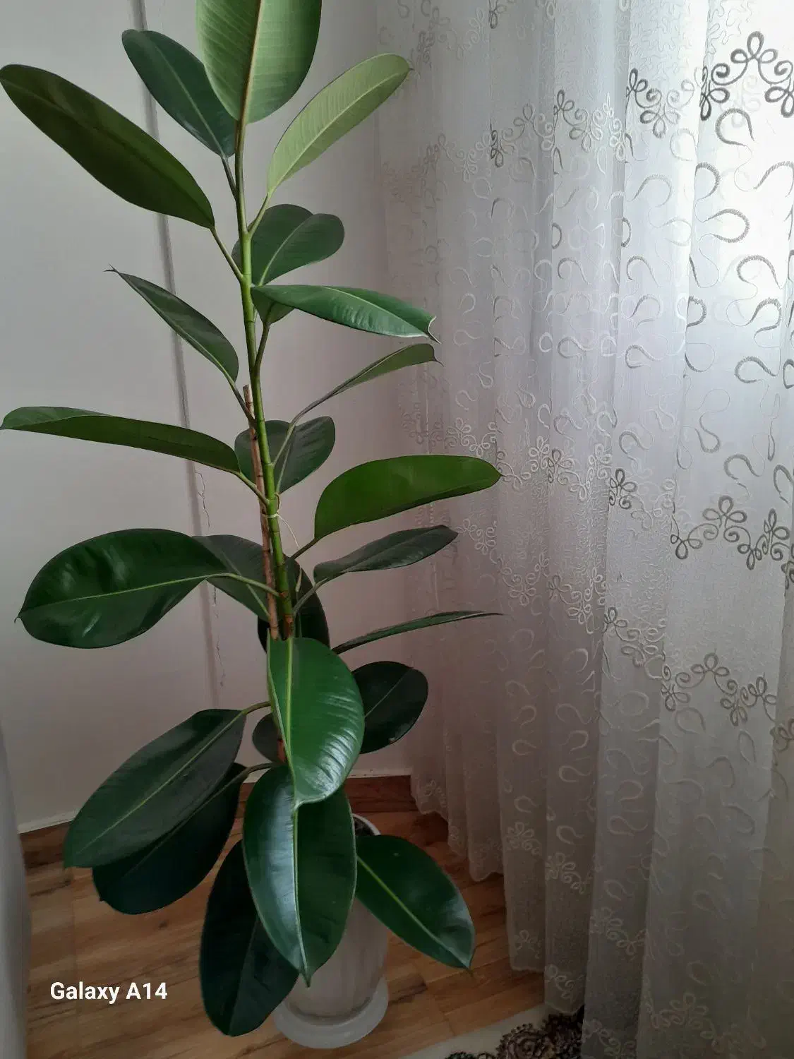 گلدان طبیعی فیکوس|گل و گیاه طبیعی|مشهد, چهارچشمه|دیوار