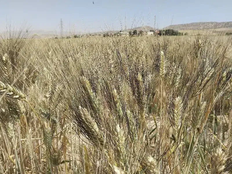 بذر گندم رقم شبرنگ|خدمات باغبانی و درختکاری|ایوان, |دیوار