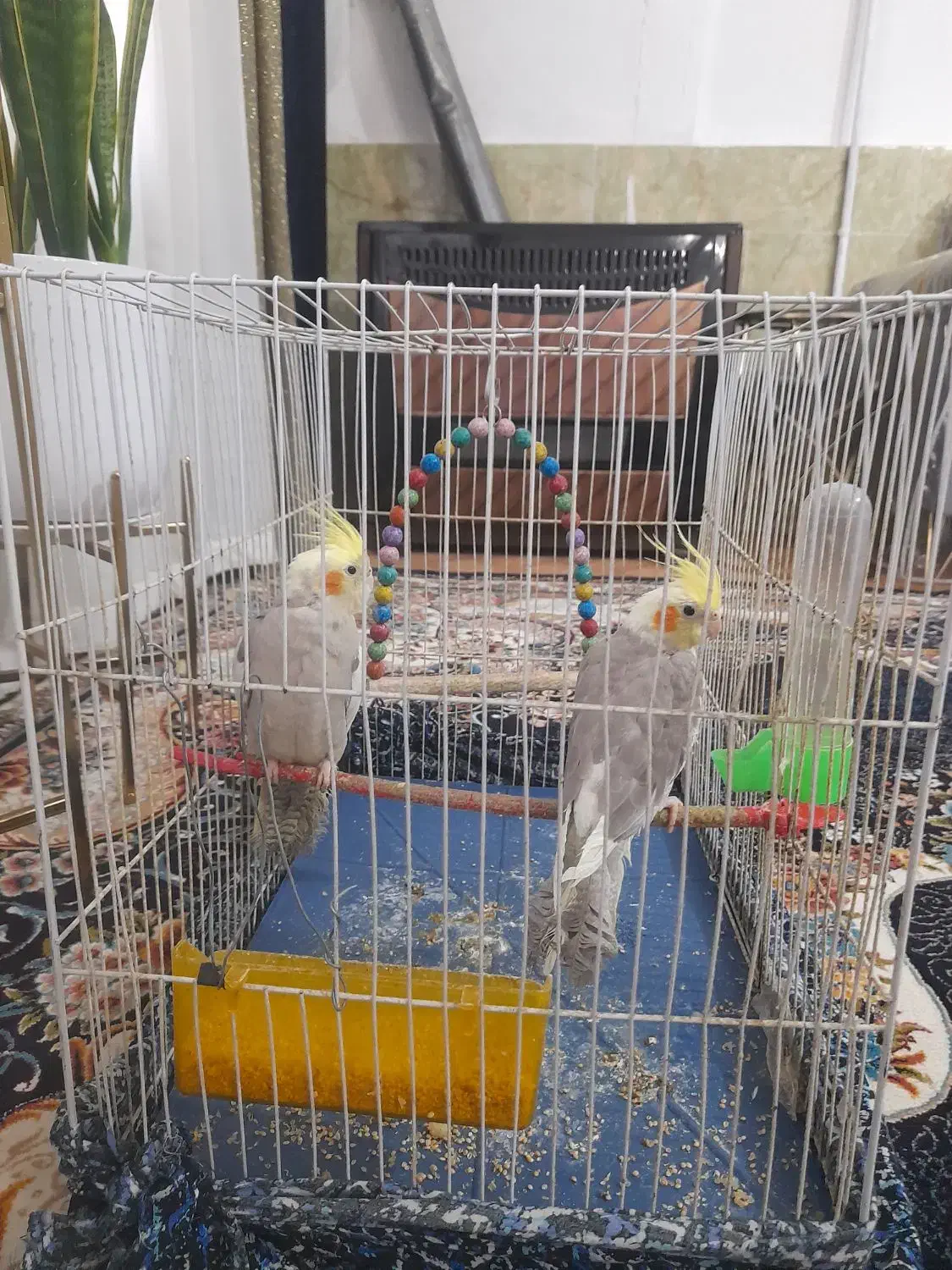 یک جفت عروس هلندی باقفس|پرنده|مشهد, شهید علی محمدی|دیوار