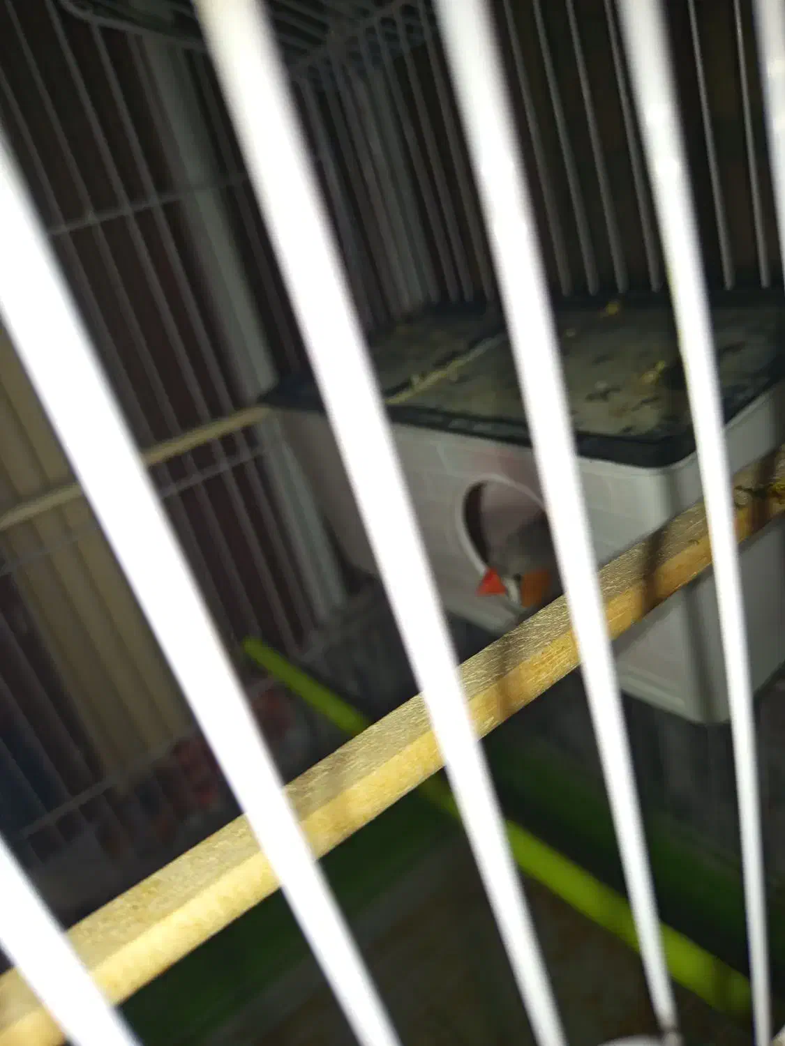 یک فنچ|پرنده|ایرانشهر, |دیوار