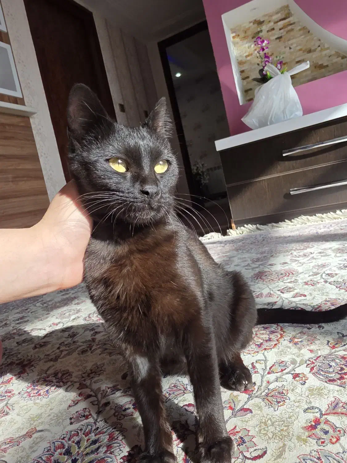 واگذاری گربه|گربه|شیراز, سیلو|دیوار