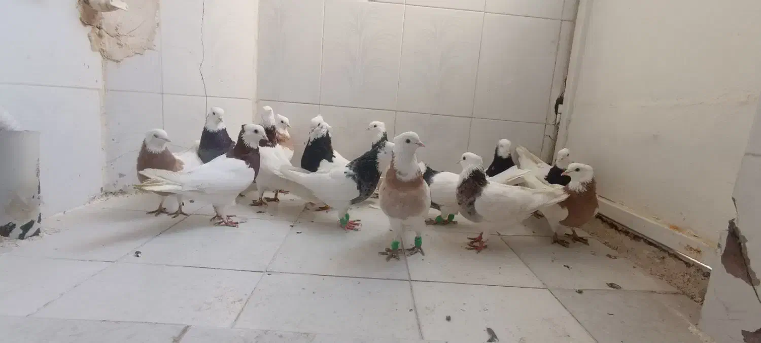 طوقی کاکلی|پرنده|مشهد, شهرک ابوذر|دیوار