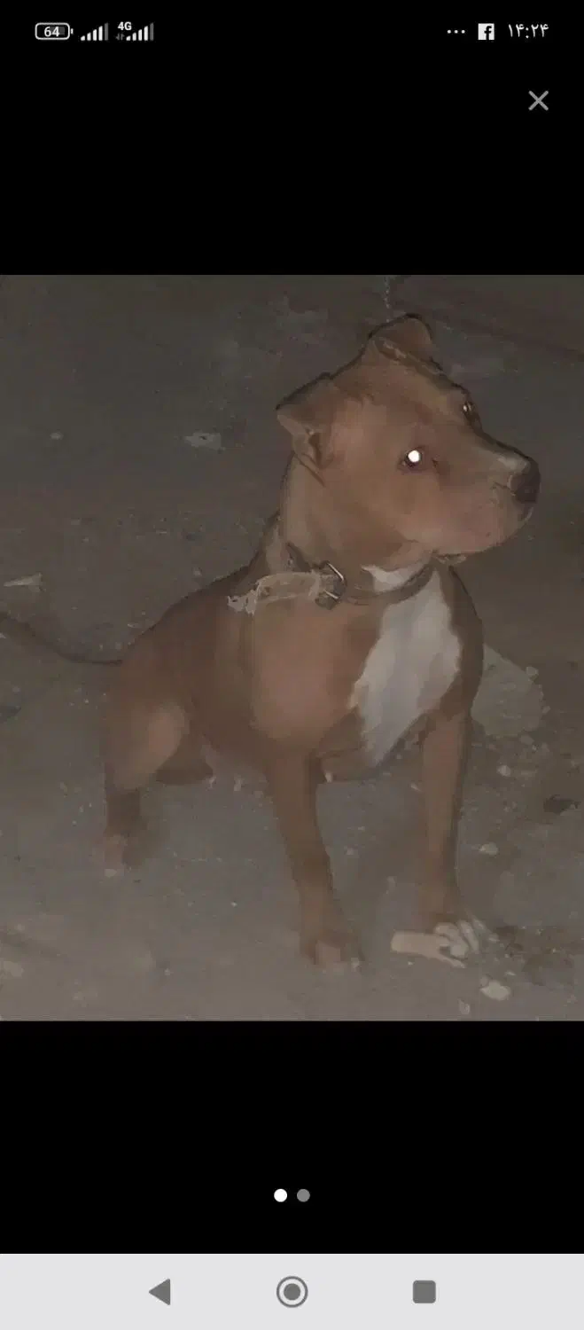 واگذاری سگ پیت بول ماده حامله قیمت توافقی|سگ|کرمان, |دیوار