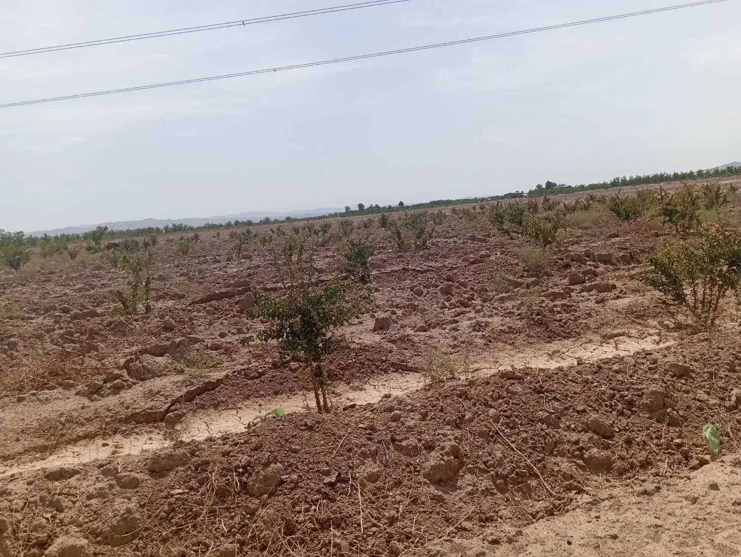 زمین دشت بجد|فروش دفتر صنعتی، کشاورزی، تجاری|بیرجند, |دیوار