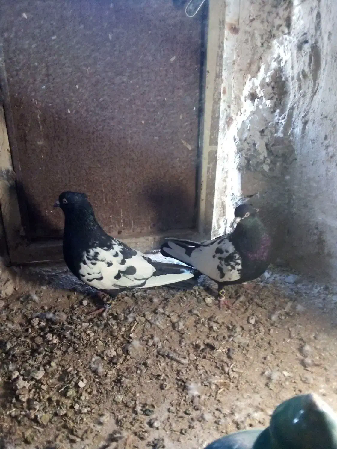 کفتر سینه|پرنده|سرایان, |دیوار